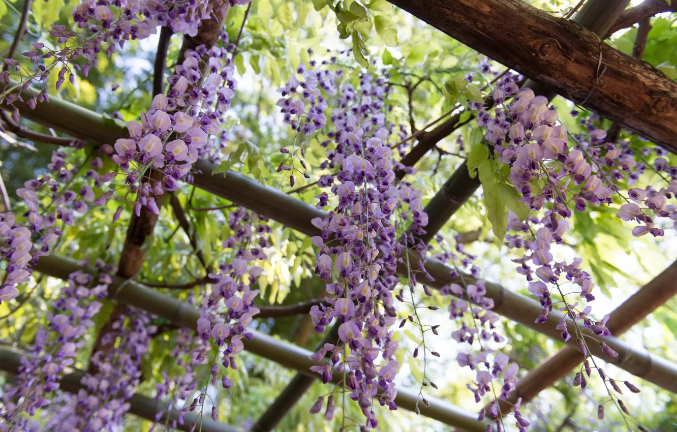 Photo wallpaper lilac, Wisteria, Wisteria