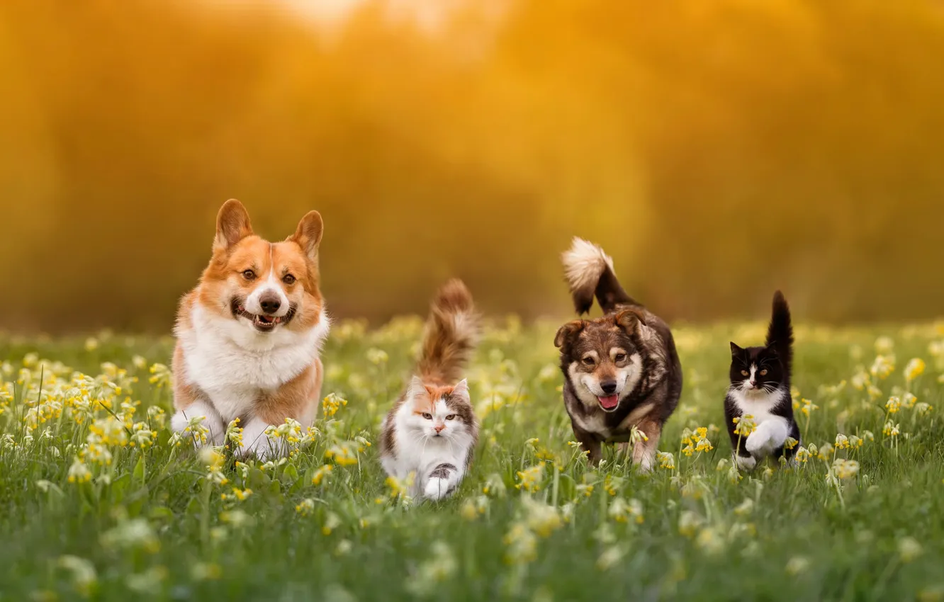 Photo wallpaper field, cat, dogs, cat, look, light, cats, flowers
