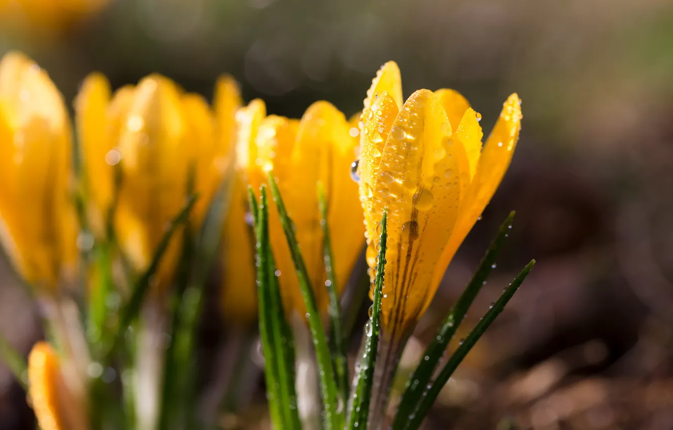 Photo wallpaper yellow, light, crocuses, bokeh, spring, drops