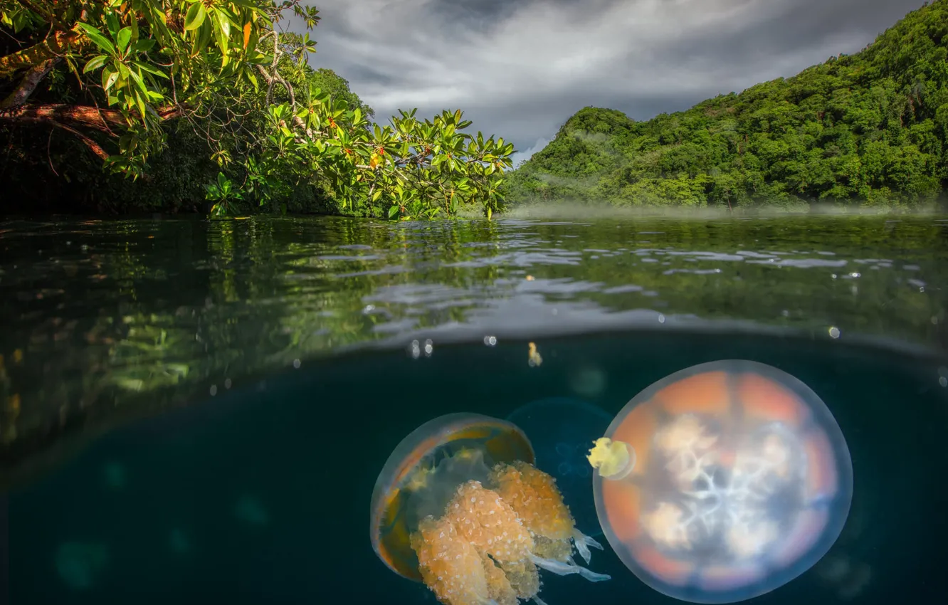 Photo wallpaper sea, shore, jellyfish, underwater world, pond