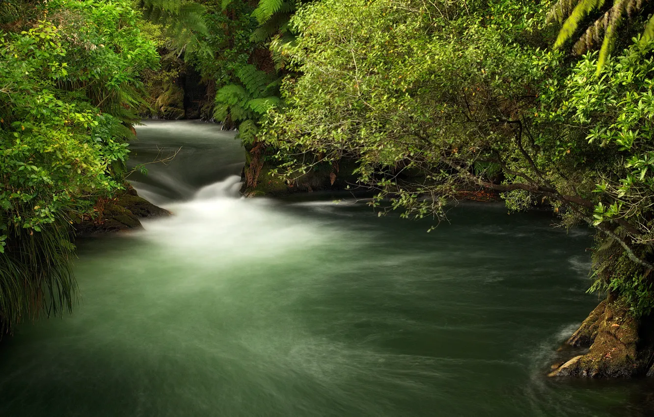 Photo wallpaper greens, branches, stream, for, New Zealand, the bushes, Okere Falls