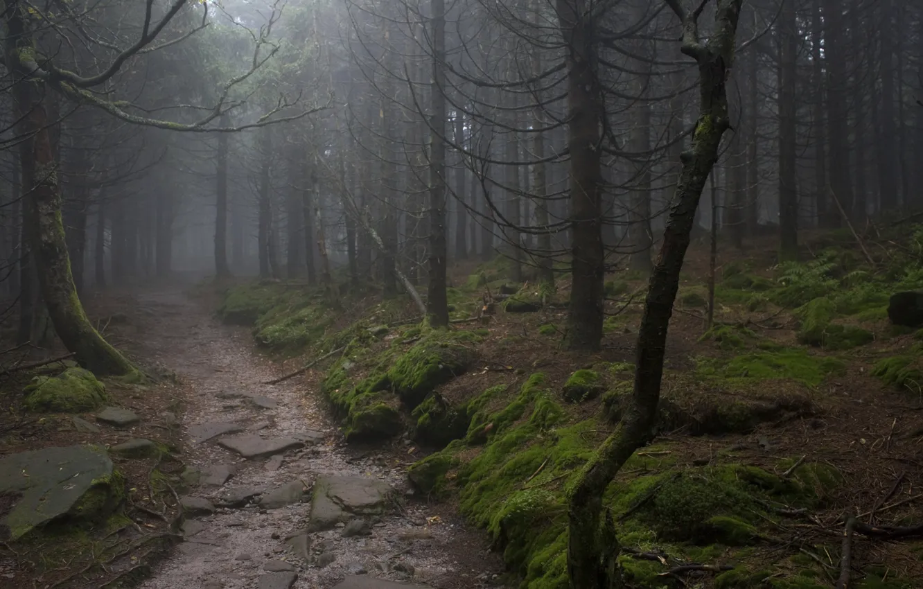 Photo wallpaper forest, trees, nature, fog, moss, Germany, path, Germany