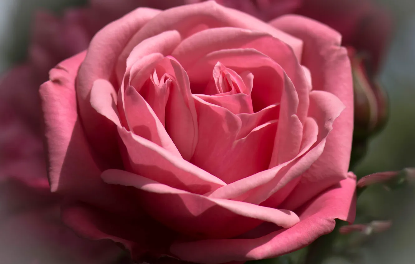 Photo wallpaper macro, roses, petals, buds