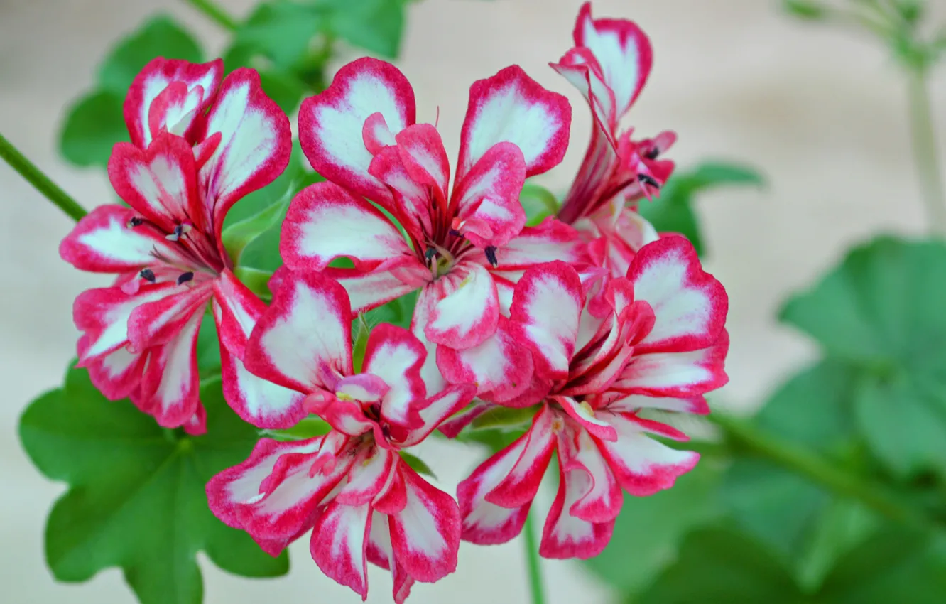 Photo wallpaper nature, petals, garden, inflorescence