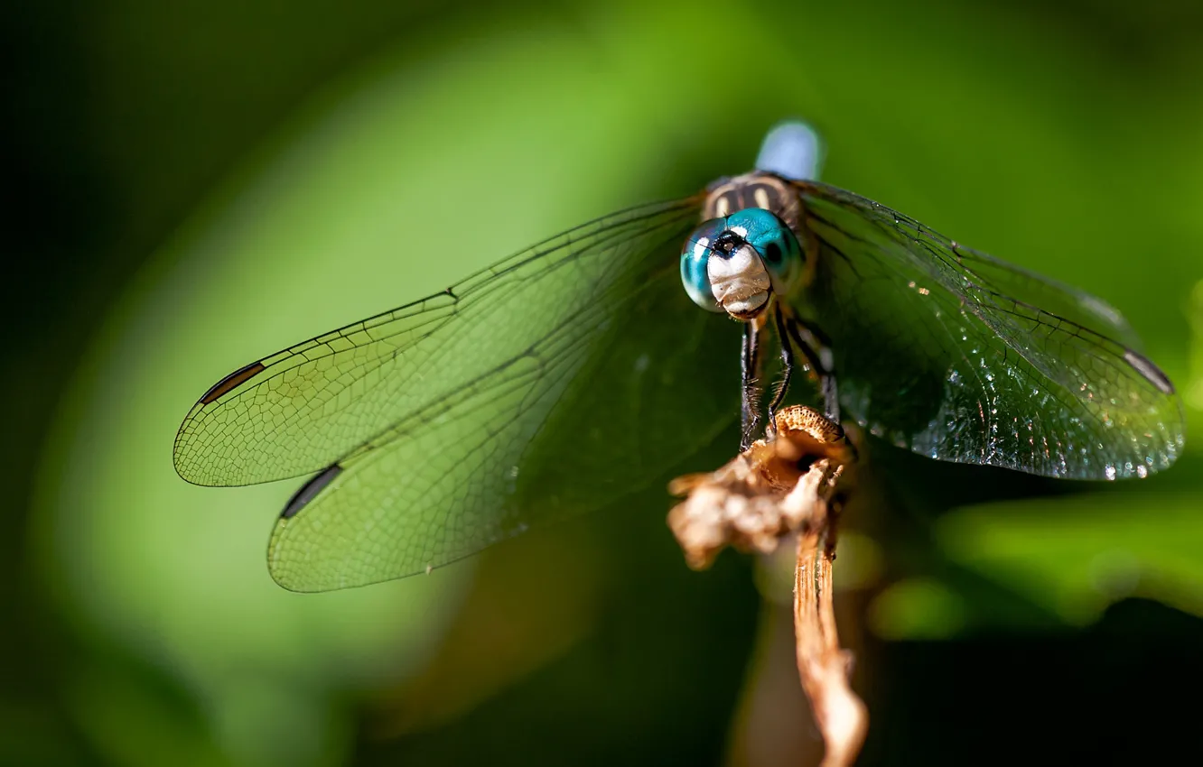 Photo wallpaper macro, background, dragonfly, wings