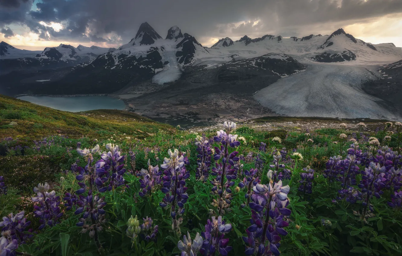 Photo wallpaper snow, flowers, mountains, lake, tops, pond, lupins