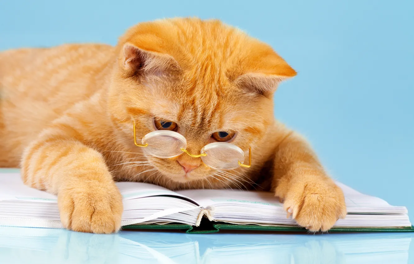 Photo wallpaper cat, background, humor, paws, glasses, lies, book, red