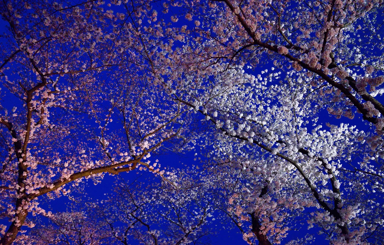Photo wallpaper flowers, spring, Japan, Sakura, flowering, Kyoto