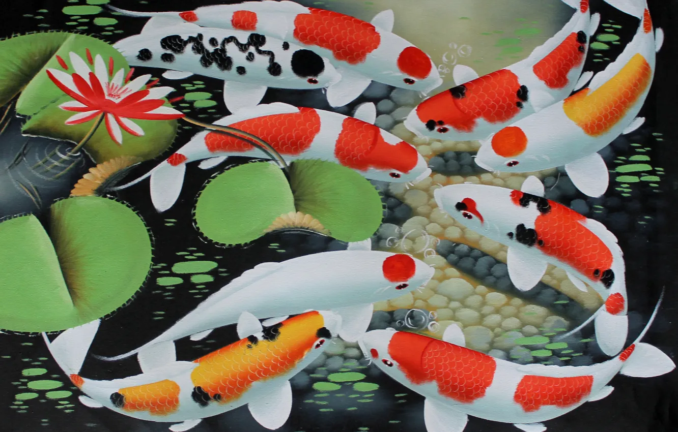Photo wallpaper water, fish, art, Lotus, goldfish, koi, koi fish