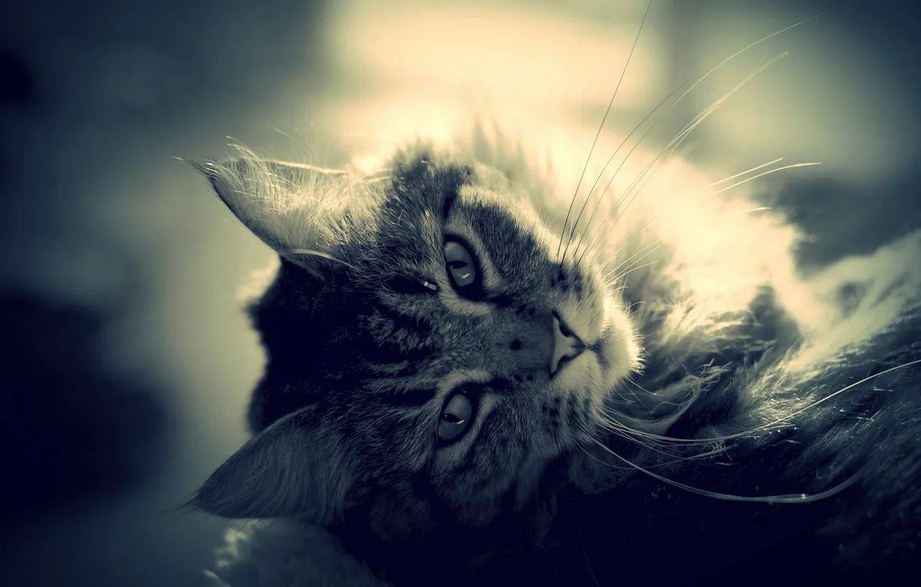 Photo wallpaper eyes, cat, mustache, look, wool, ears