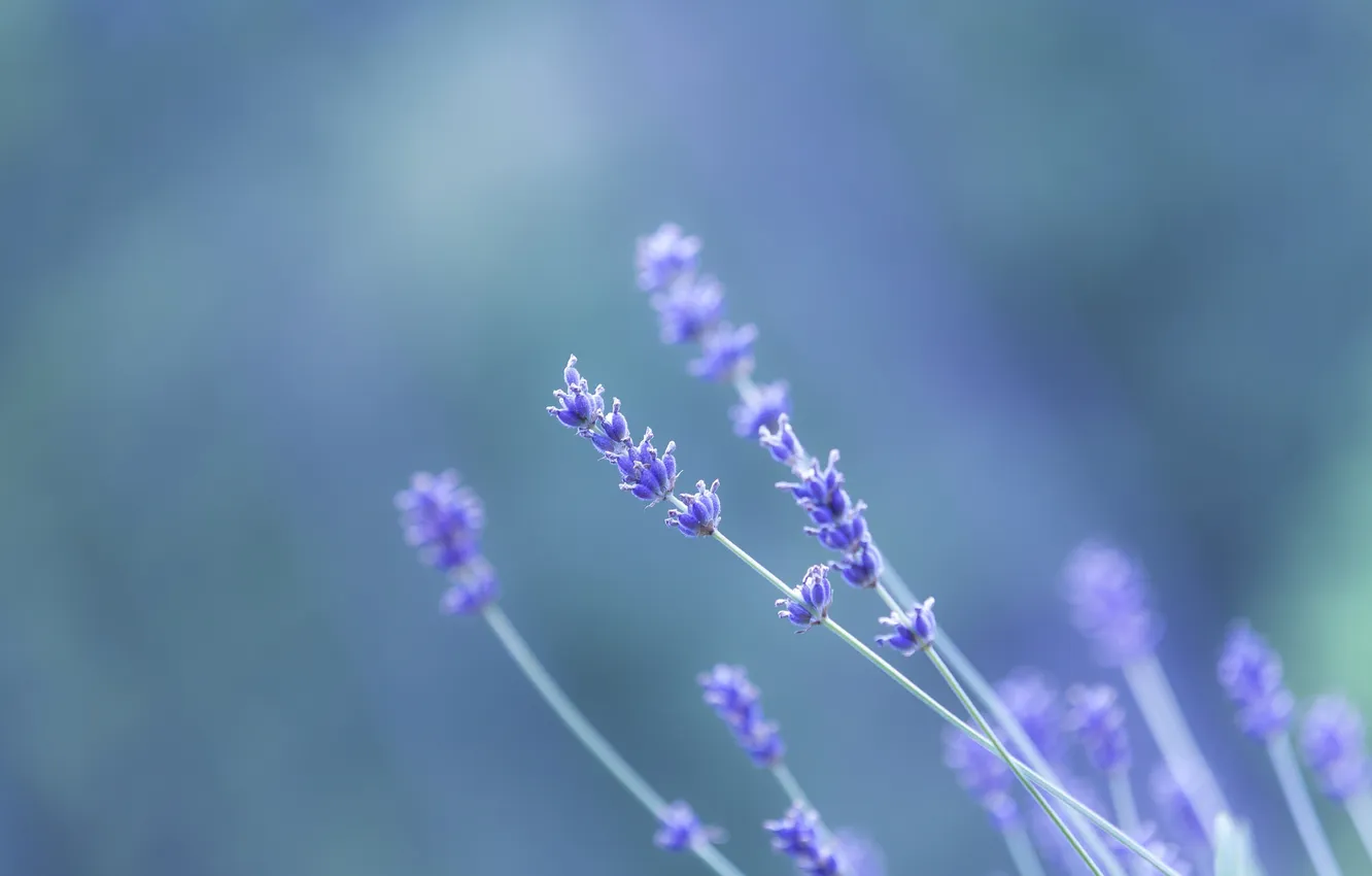 Photo wallpaper stems, bokeh, lavender