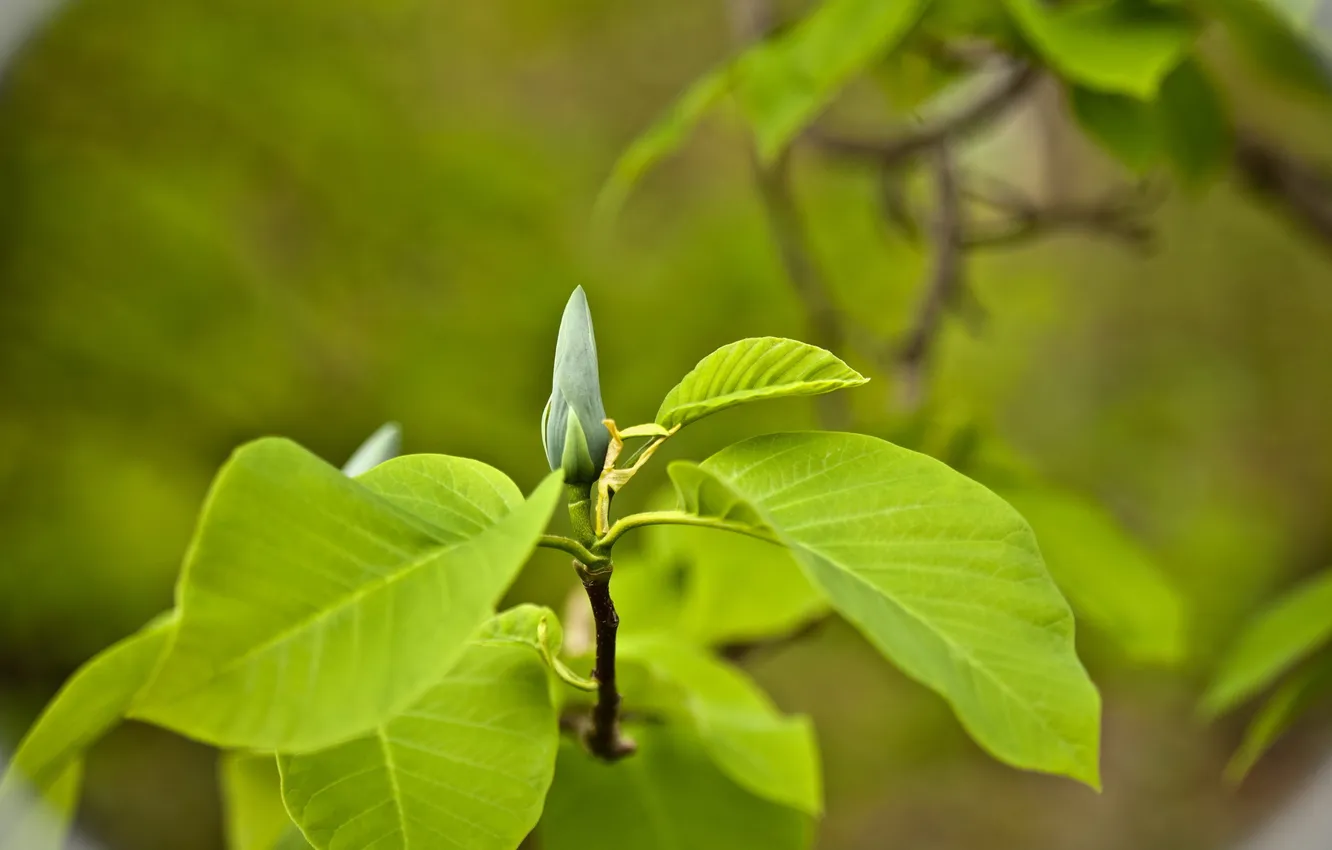 Photo wallpaper leaves, branches, nature