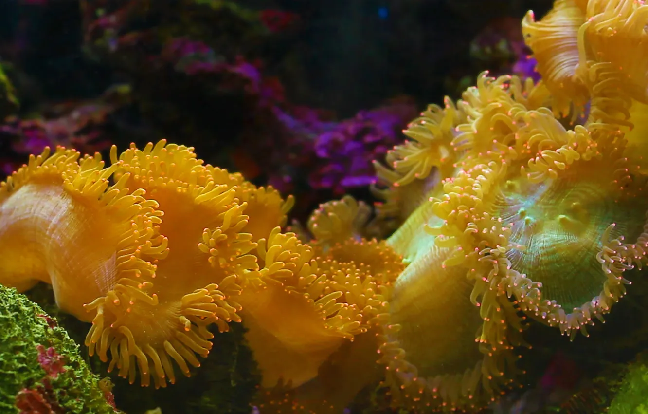 Photo wallpaper nature, the ocean, paint, Thailand, sea anemone