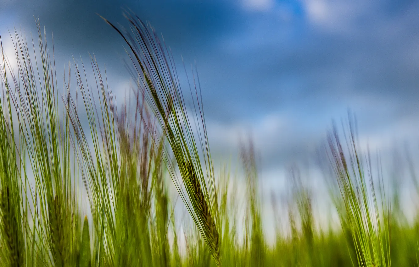 Photo wallpaper wheat, greens, ears