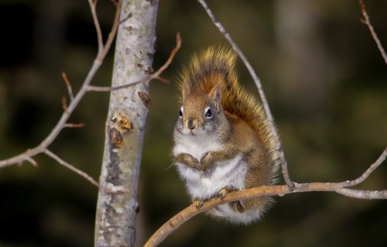 Photo wallpaper trees, branches, background, protein, squirrel