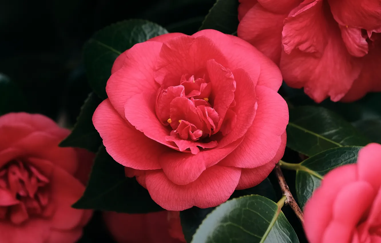 Photo wallpaper leaves, macro, petals, Camellia