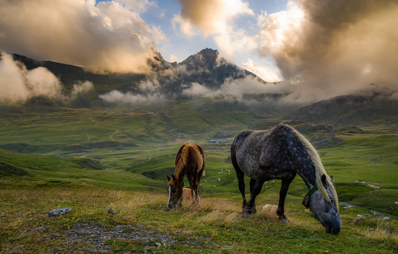 Photo wallpaper clouds, mountains, fog, horse, horses, horse, pasture, foal