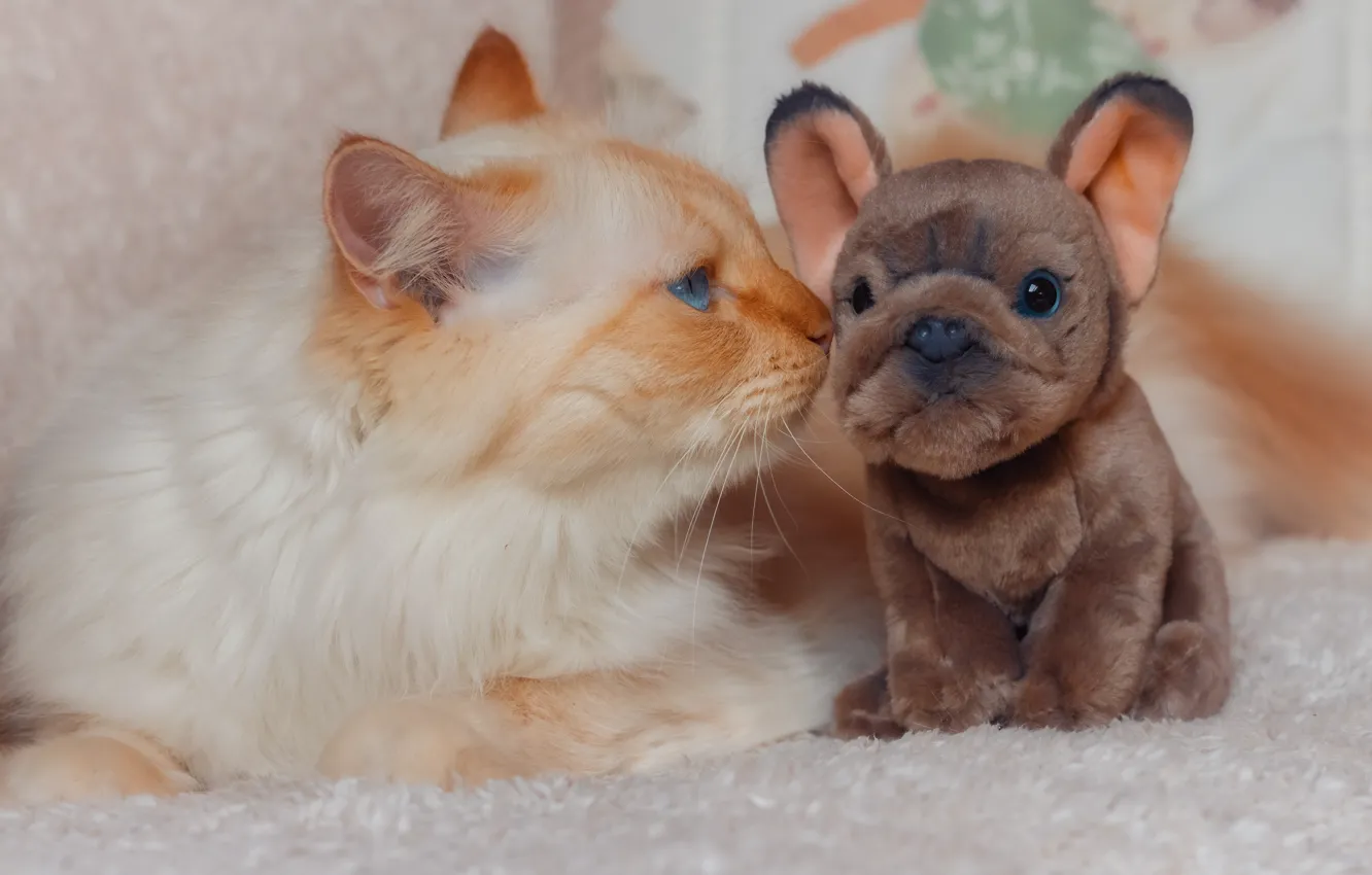 Photo wallpaper cat, look, pose, face, cat