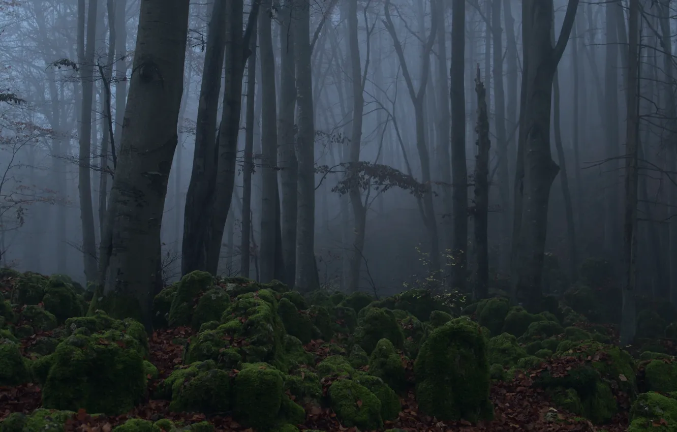 Photo wallpaper forest, trees, night, nature, fog, moss, twilight, Niklas Hamisch