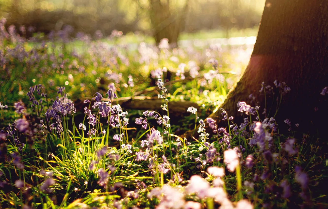 Photo wallpaper greens, summer, grass, the sun, trees, flowers, glare, bokeh