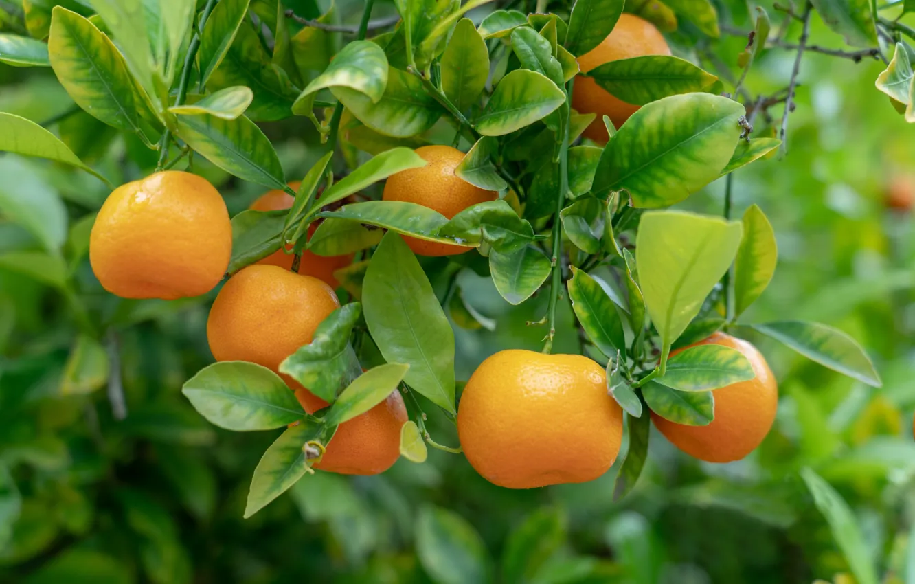 Photo wallpaper leaves, branches, fruit, hanging, tangerines