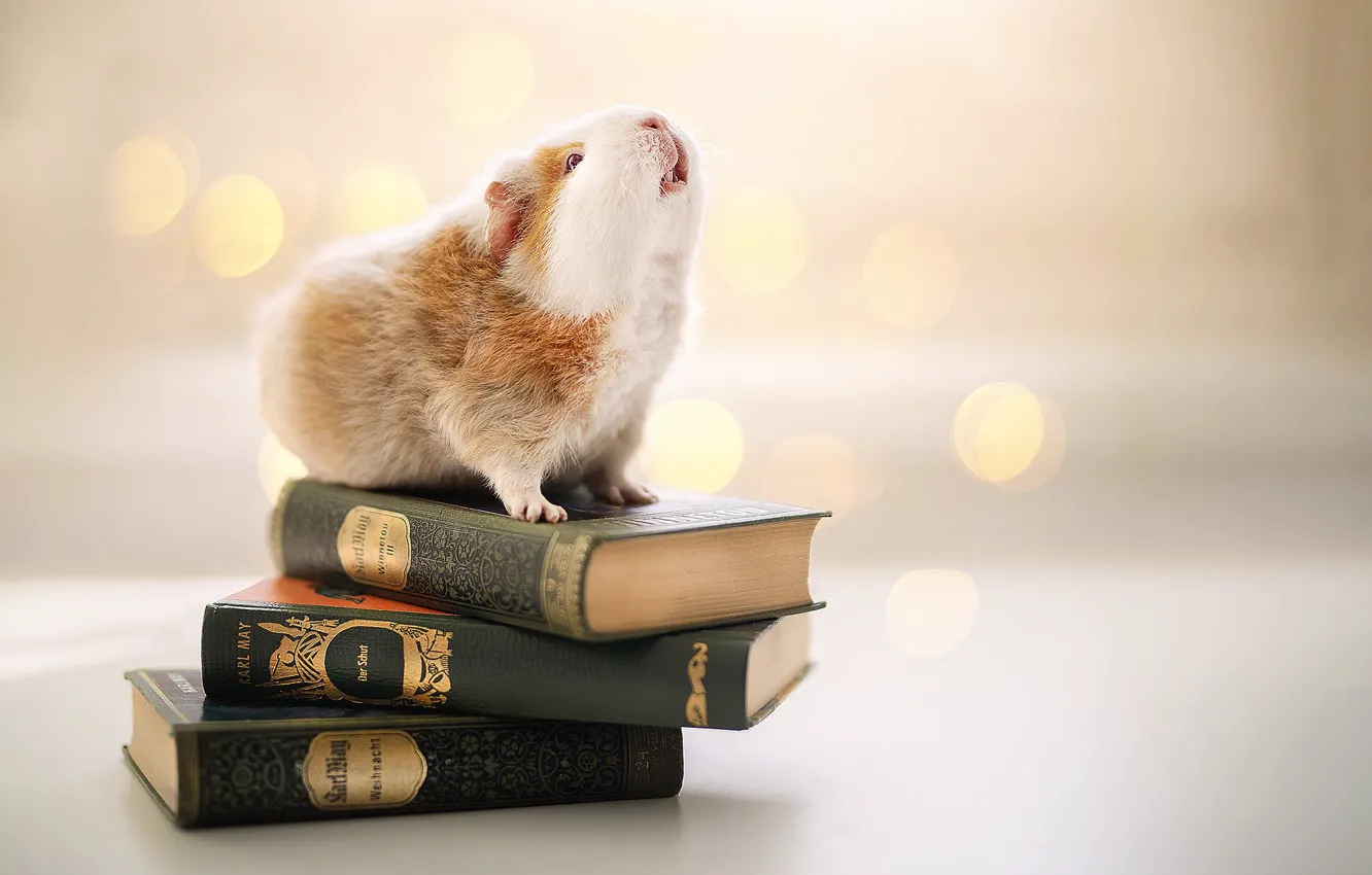 Photo wallpaper background, books, Guinea pig, rodent