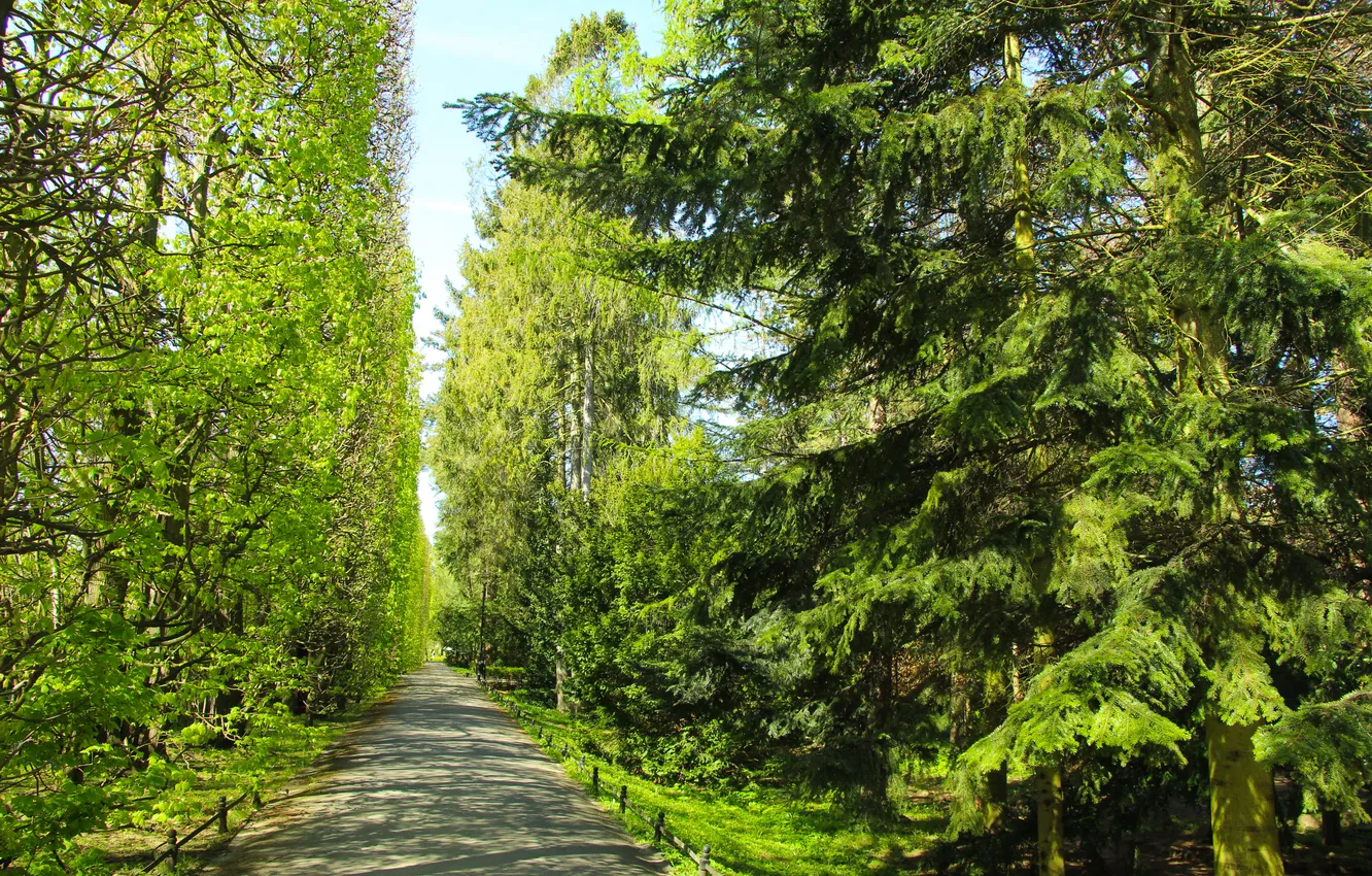 Photo wallpaper trees, park, spring, alley