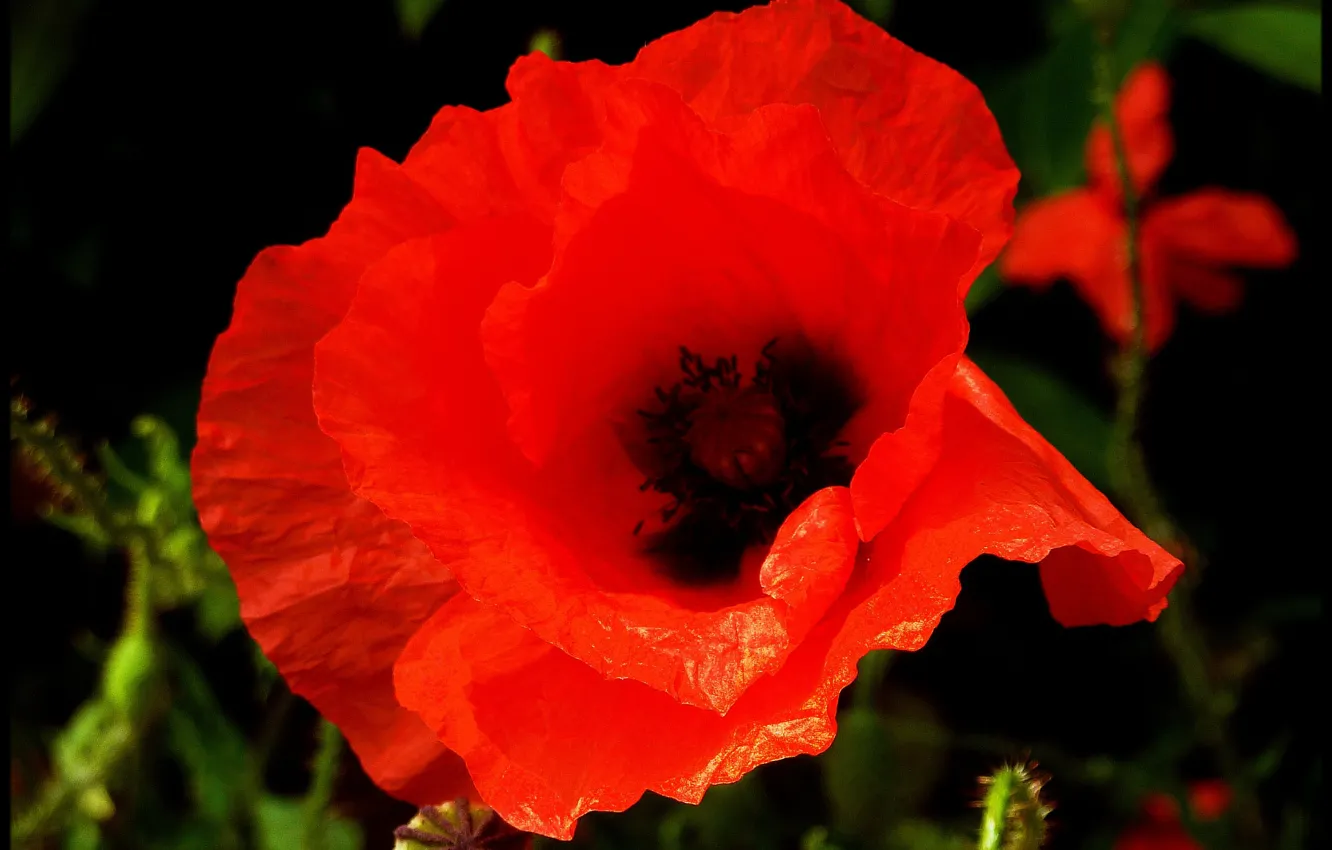 Photo wallpaper macro, red, Mac, red, macro, poppy