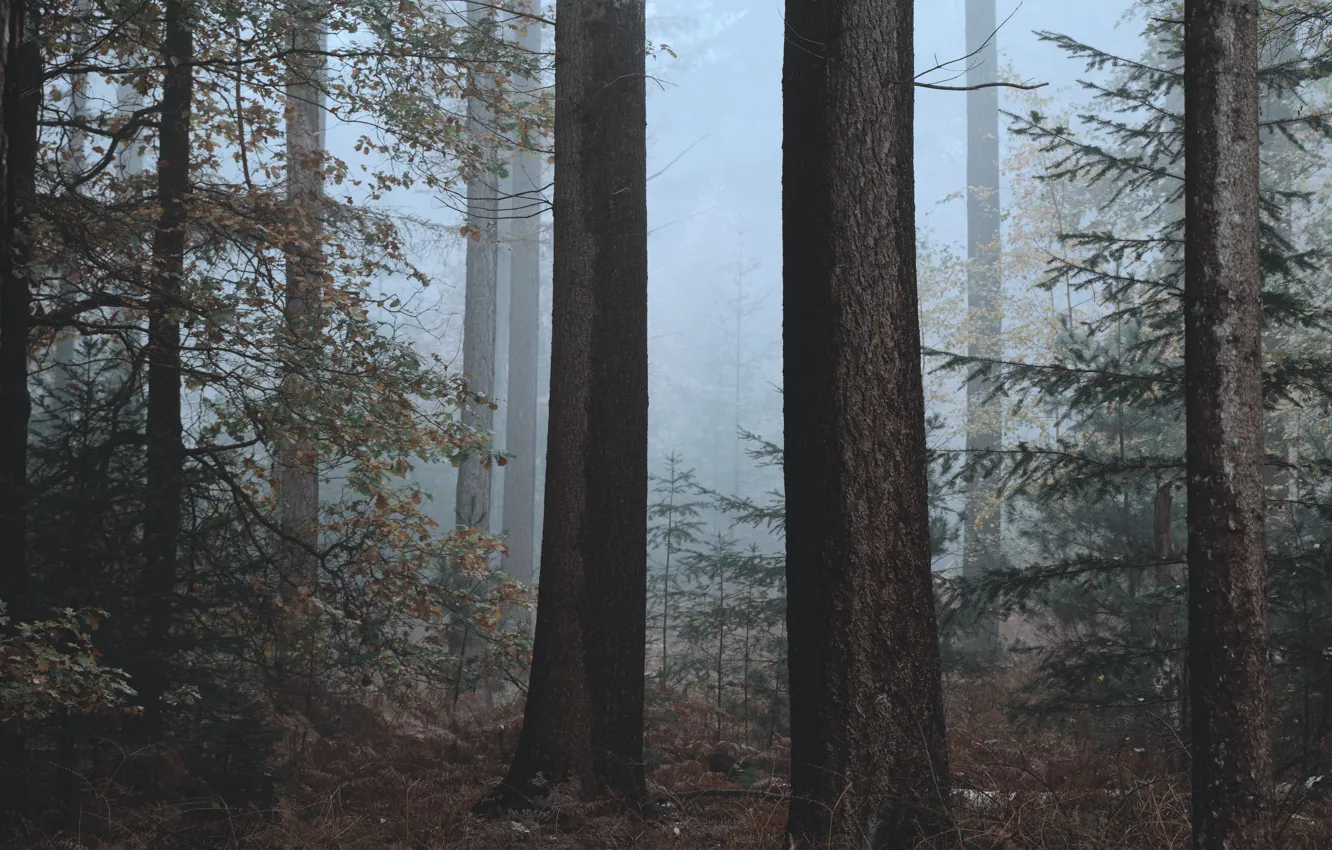 Photo wallpaper autumn, forest, trees, nature, fog
