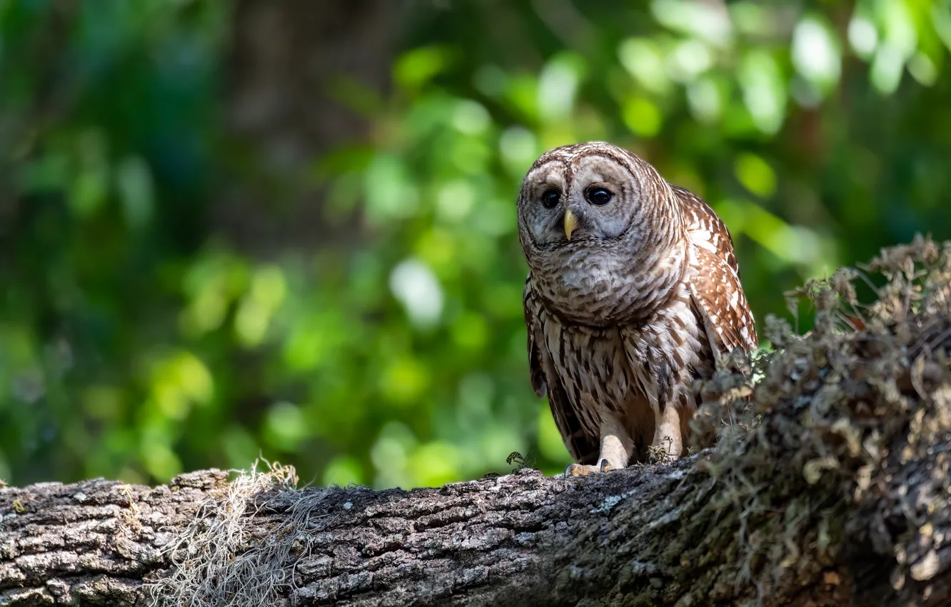 Photo wallpaper look, owl, bird, log, bokeh, owl