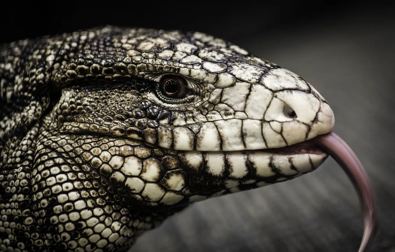 Photo wallpaper language, leather, reptile