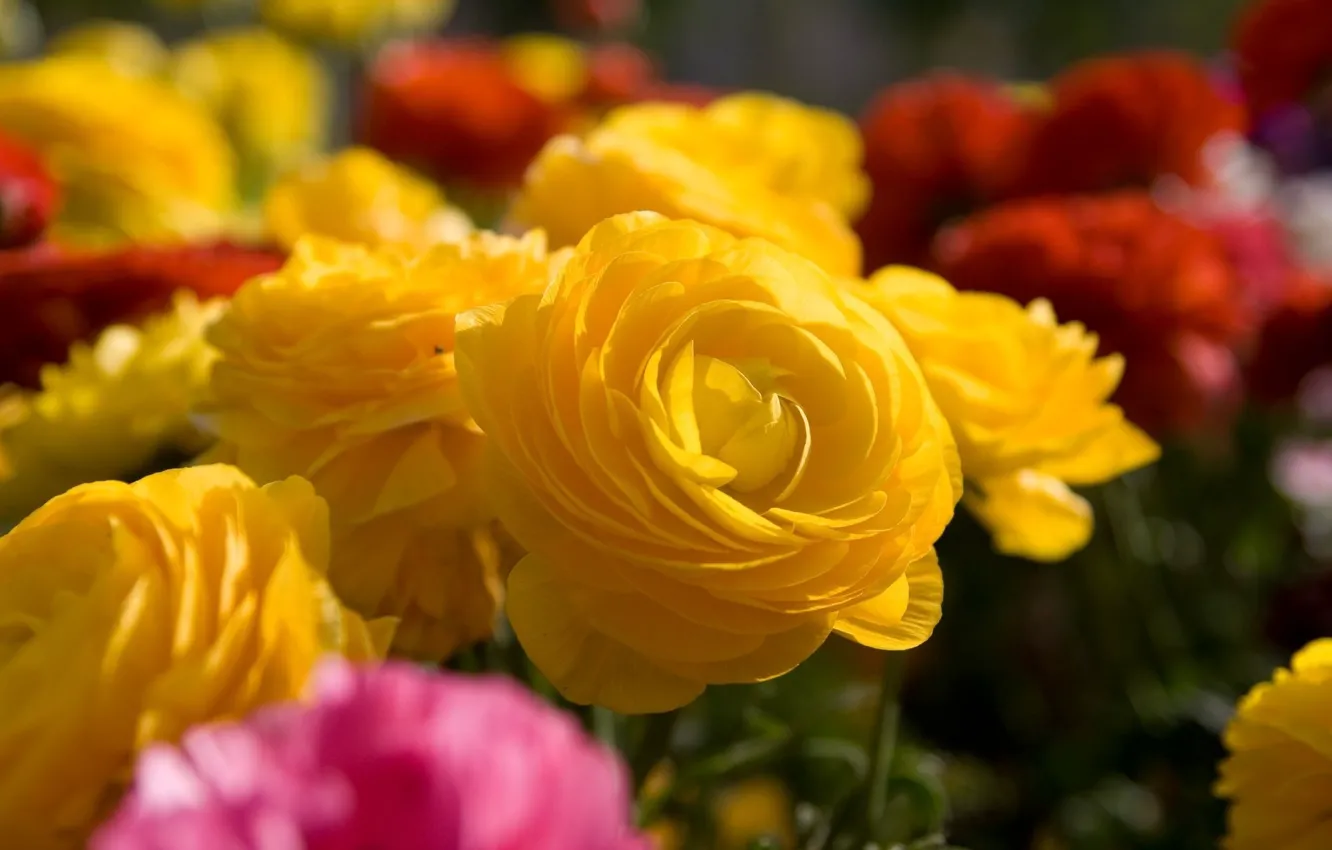 Photo wallpaper macro, flowers, roses, bouquet, yellow, different