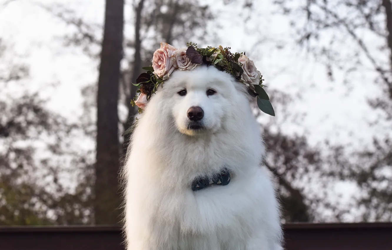 Photo wallpaper look, flowers, branches, nature, pose, portrait, roses, dog