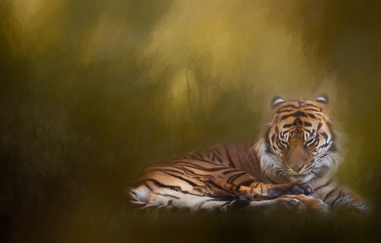Photo wallpaper tiger, background, treatment, texture, wild cat