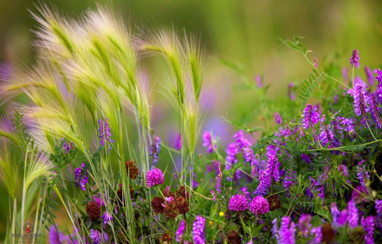 Photo wallpaper grass, flowers, meadow