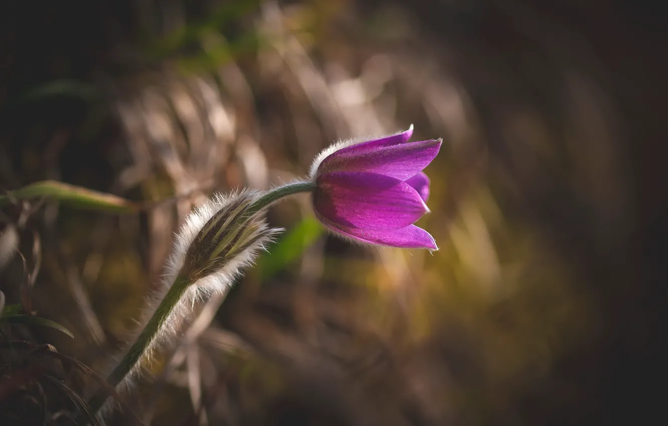 Photo wallpaper light, flowers, pink, bokeh, cross