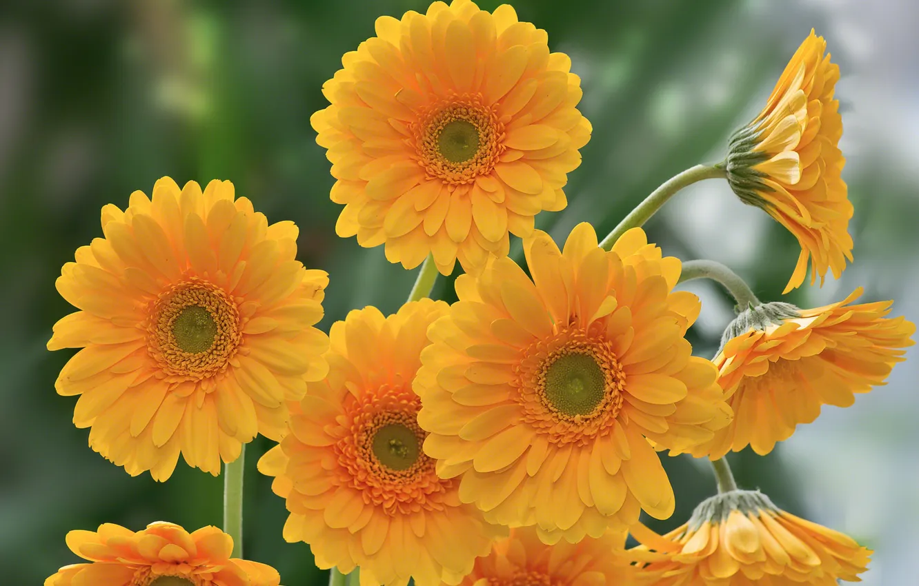 Photo wallpaper summer, flowers, orange, yellow, bright, bouquet, gerbera, green background