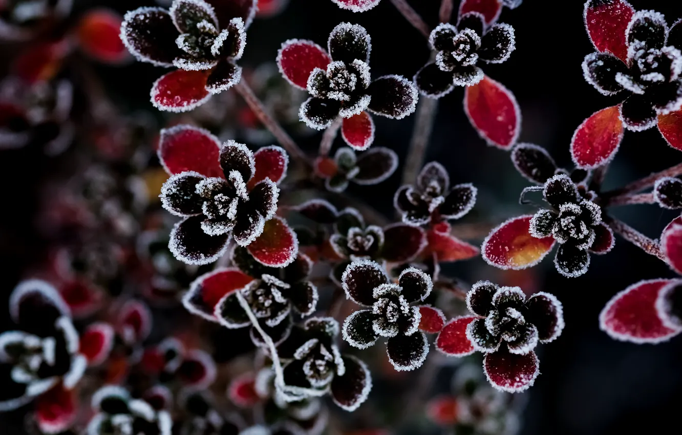 Photo wallpaper flowers, nature, background