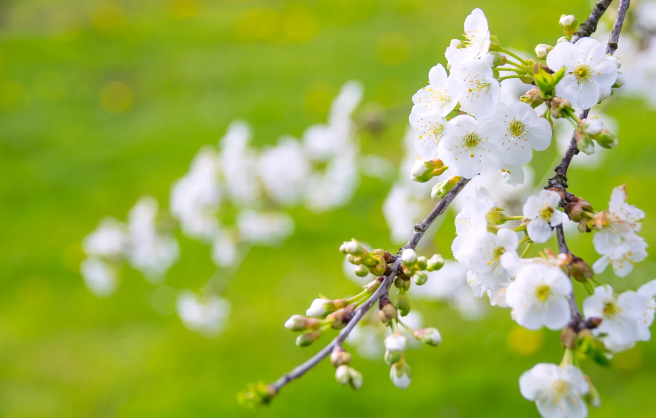 Photo wallpaper greens, flowers, branches, cherry, glade, spring, garden, Sakura