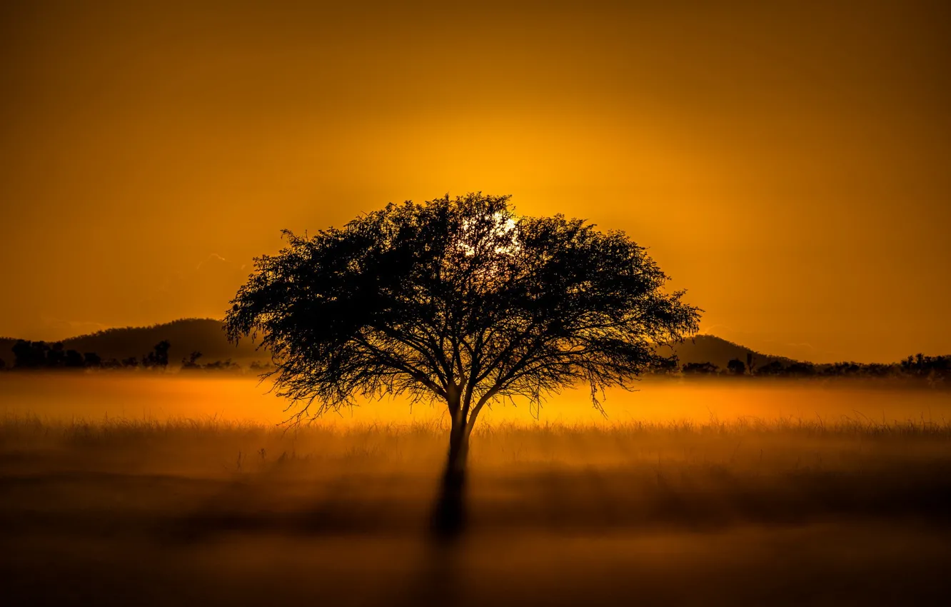 Photo wallpaper trees, sunset, fog