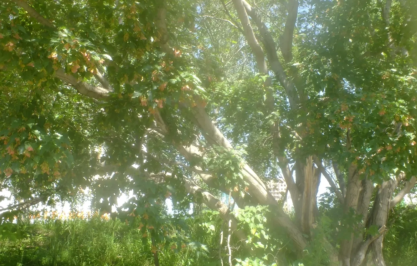 Photo wallpaper greens, nature, beauty