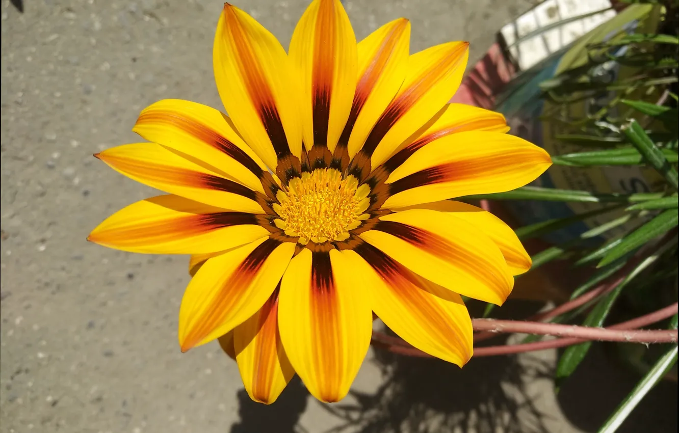 Photo wallpaper Flower, Gazania, Yellow flower