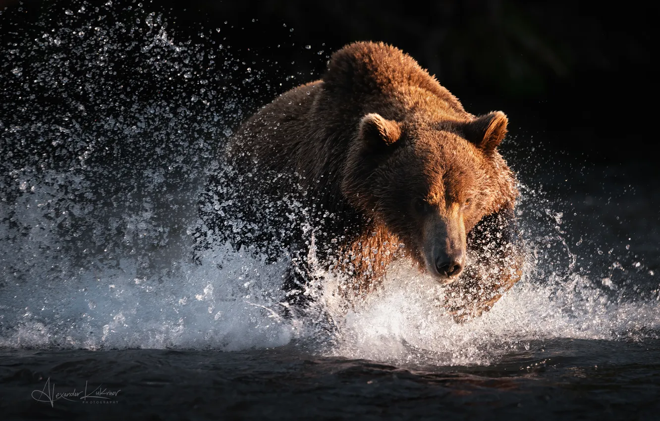Photo wallpaper bear, Kamchatka, Drive, Alexander Kukanov