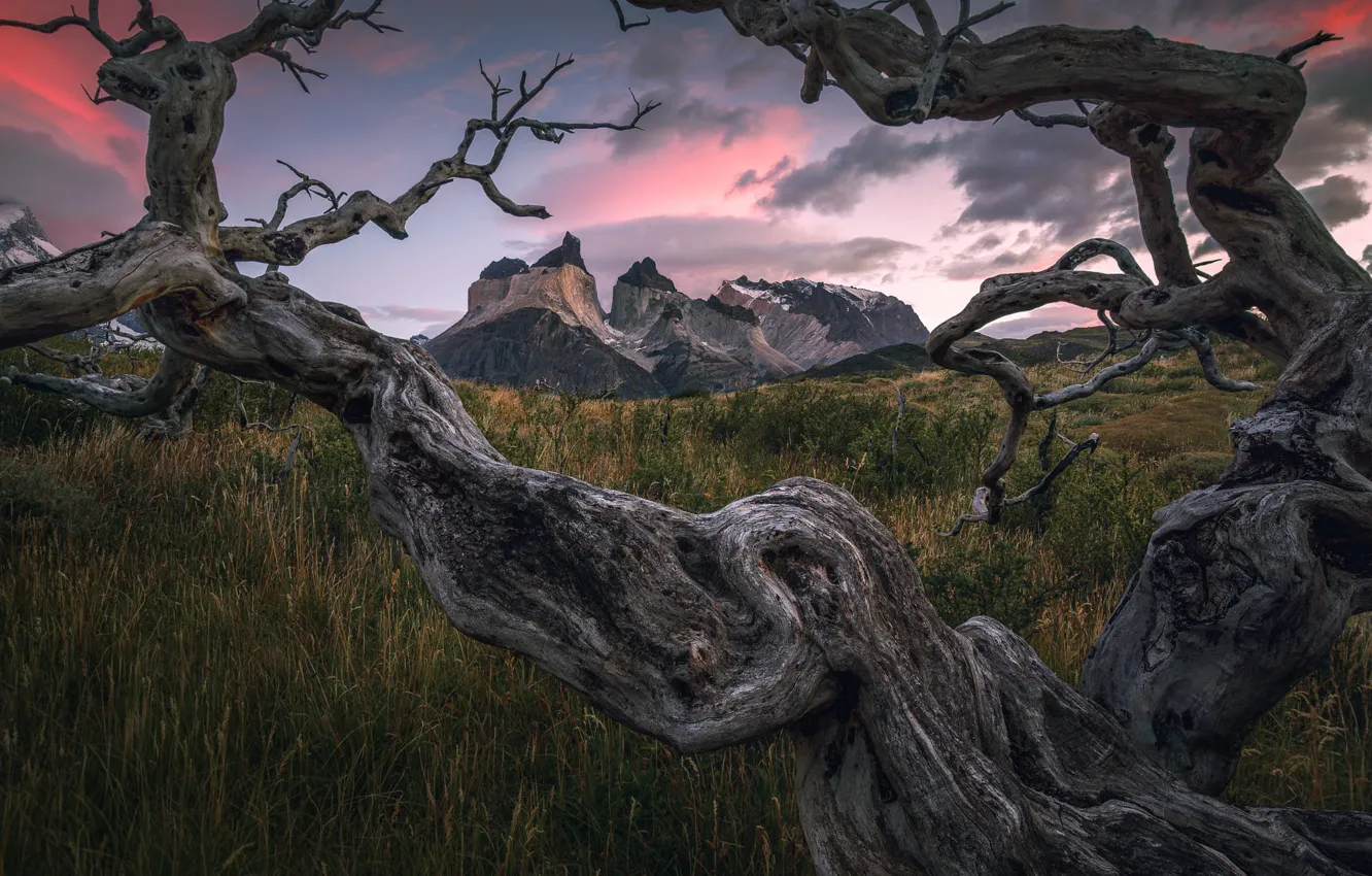 Photo wallpaper field, the sky, grass, clouds, trees, mountains, branches, tops