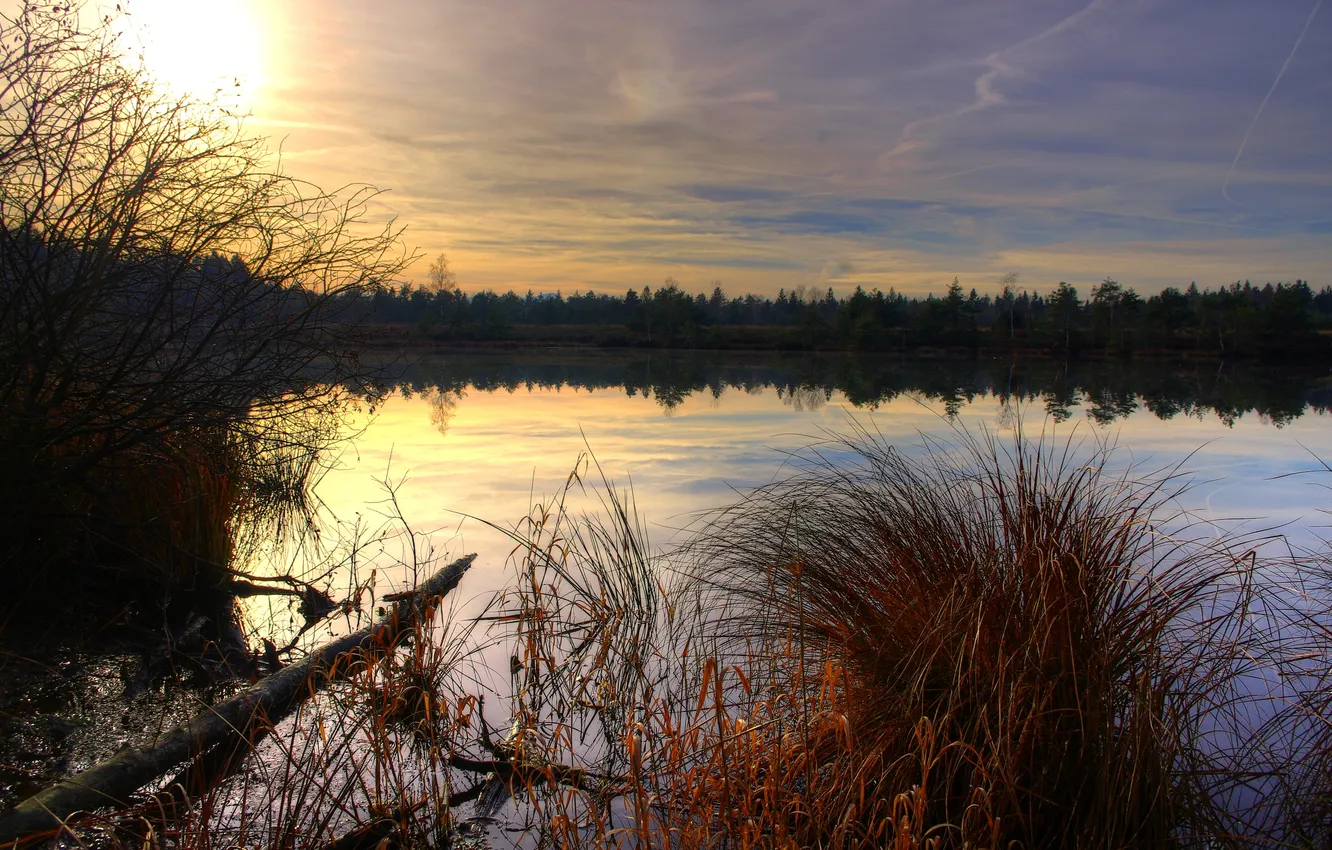 Photo wallpaper autumn, grass, water, pond, swamp, the evening, Dry
