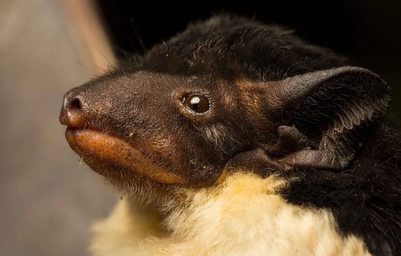 Photo wallpaper Australia, bat form, Saccolaimus flaviventris