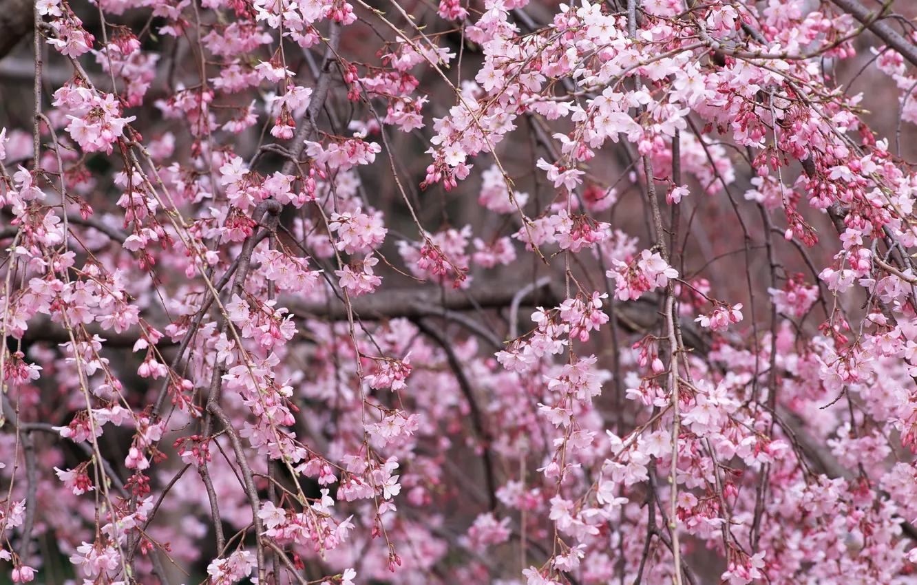 Photo wallpaper trees, flowers, branches, nature, cherry, spring, petals, Sakura