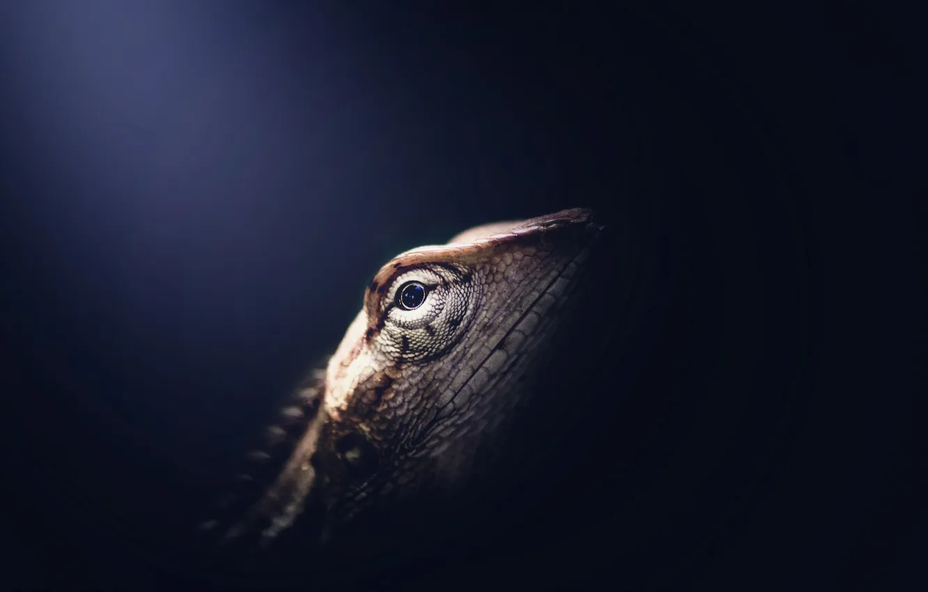 Photo wallpaper nature, background, lizard