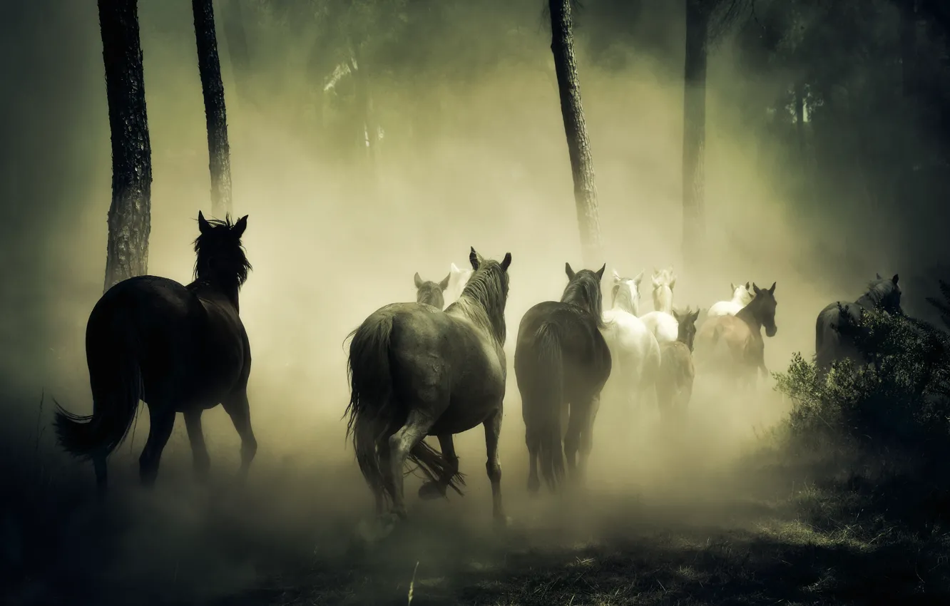 Photo wallpaper forest, fog, horses, horse, gallop, the herd