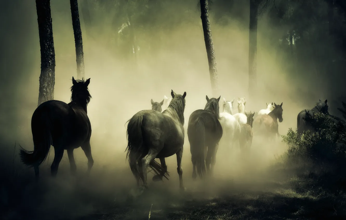 Photo wallpaper forest, fog, horse, horse, gallop, the herd